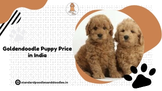 Goldendoodle Puppy Price in India