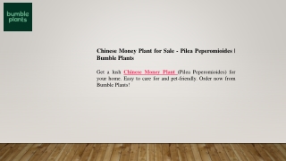 Chinese Money Plant for Sale - Pilea Peperomioides Bumble Plants