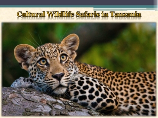Cultural Wildlife Safaris in Tanzania