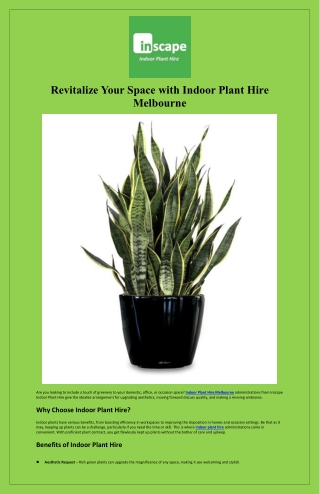 Revitalize Your Space with Indoor Plant Hire Melbourne