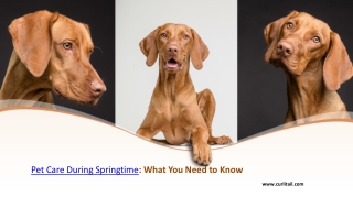 Pet Care During Springtime