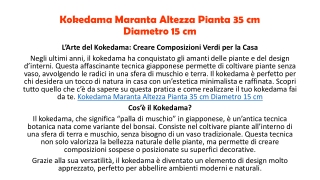 Kokedama Maranta Altezza Pianta 35 cm Diametro 15 cm