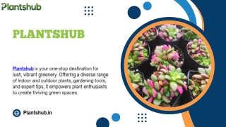 Best Plants For Office Desk To Enhance Your Workspace