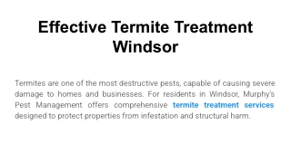 Effective Termite Treatment Windsor