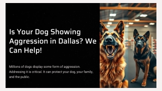 Aggressive Dog Training Dallas