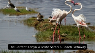 The Perfect Kenya Wildlife Safari & Beach Getaway