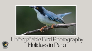 Unforgettable Bird Photography Holidays in Peru