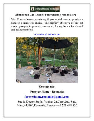 Abandoned Cat Rescue  Fureverhome-romania.org