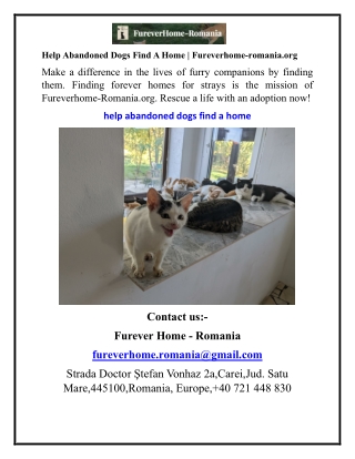 Help Abandoned Dogs Find A Home Fureverhome-romania.org