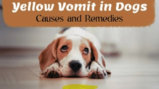 Understanding Yellow Vomit in Dogs Causes and Remedies