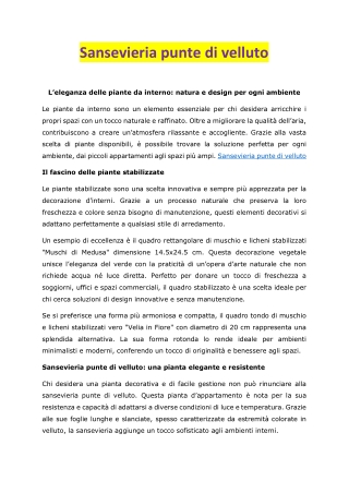 Sansevieria punte di velluto