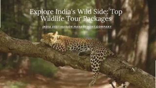 Explore India's Wild Side Top Wildlife Tour Packages and Travel Itinerary