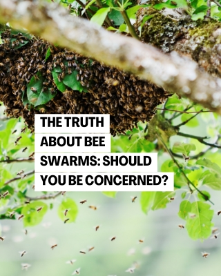 The Truth About Spring Bee Swarms Should You Be Concerned