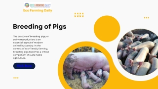 Breeding Of Pigs