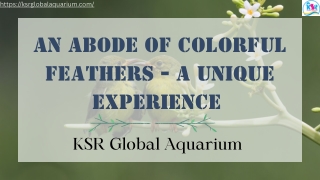 An Abode of Colorful Feathers - A Unique Experience