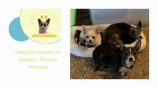 Top Chihuahua Breeders in Alabama – PS Great Chihuahua