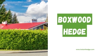 Where to Buy High-Quality Green Mountain Boxwood