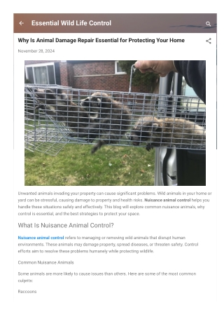 Why Is Animal Damage Repair Essential for Protecting Your Home