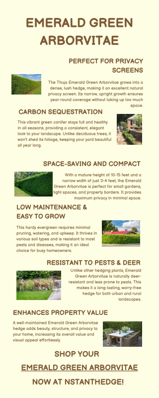 Emerald Green Arborvitae – The Perfect Green Fence for Privacy & Beauty!