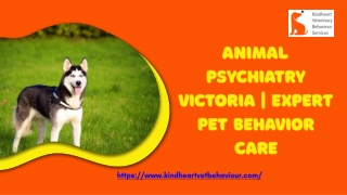 Animal Psychiatry Victoria  Expert Pet Behavior Care