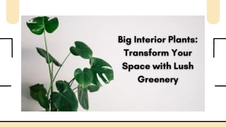 Big Interior Plants Transform Your Space with Lush Greenery