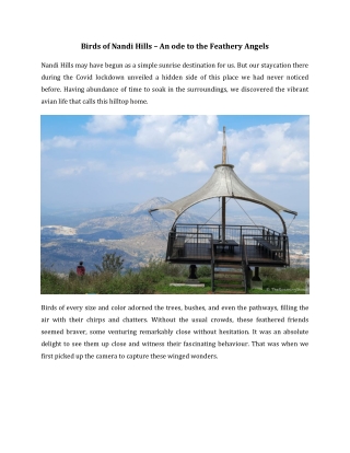 Birds of Nandi Hills – An ode to the Feathery Angels
