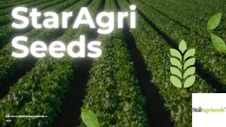 Buy Star 444 Moong Seeds Online – High Yield & Quality | StarAgriSeeds