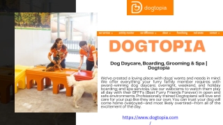 Top Dog Day Care Facilities – Safe & Fun Environment for Your Pup