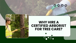 Tree Service Professionals for Every Need
