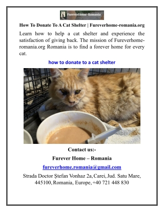 How To Donate To A Cat Shelter Fureverhome-romania.org