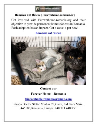 Romania Cat Rescue Fureverhome-romania.org