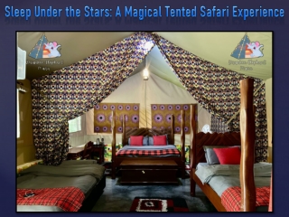 Sleep Under the Stars A Magical Tented Safari Experience