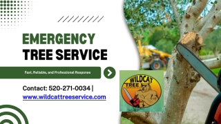 Emergency Tree Services Green Valley AZ
