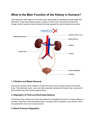 What is the Main Function of the Kidney in Humans?