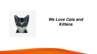 We Love Cats And Kittens  Welovecatsandkittens.com