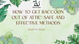 How to Get Raccoon Out of Attic Safe and Effective Methods