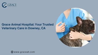 Grace Animal Hospital Your Trusted Veterinary Care in Downey, CA