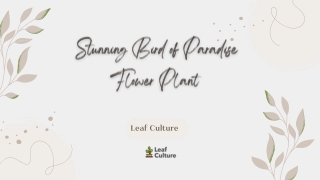 Stunning Bird of Paradise Flower Plant