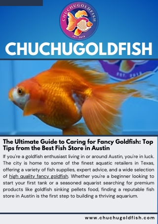 The Ultimate Guide to Caring for Fancy Goldfish Top Tips from the Best Fish Store in Austin