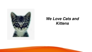 Can Cats Eat Corn  Welovecatsandkittens.com