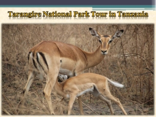 Tarangire National Park Tour in Tanzania
