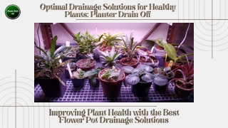 Optimal Drainage Solutions for Healthy Plants