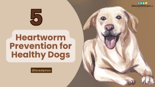 5 Tips for Heartworm Protection | DiscountPetCare