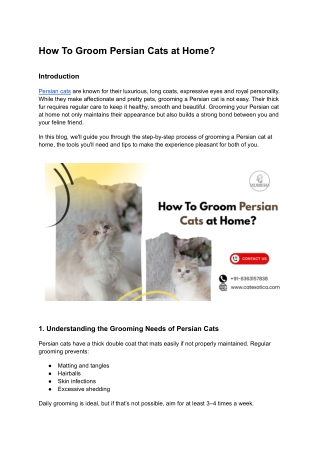 How To Groom Persian Cats at Home?