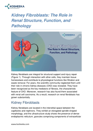 Kidney Fibroblasts - The Role in Renal Structure, Function, and Pathology - Kosheeka