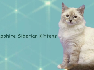Siberian Cat Breeders DMV || Dog-Friendly Kittens for Sale