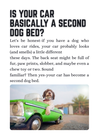 Is Your Car Basically a Second Dog Bed