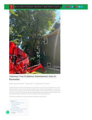 Common Tree Problems Homeowners Face in Rochester