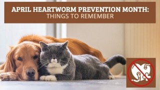 April Heartworm Prevention Month Things to Remember