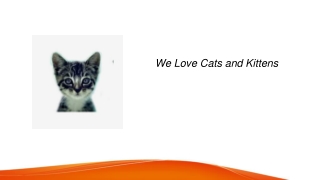 Low Protein Cat Food  Welovecatsandkittens.com